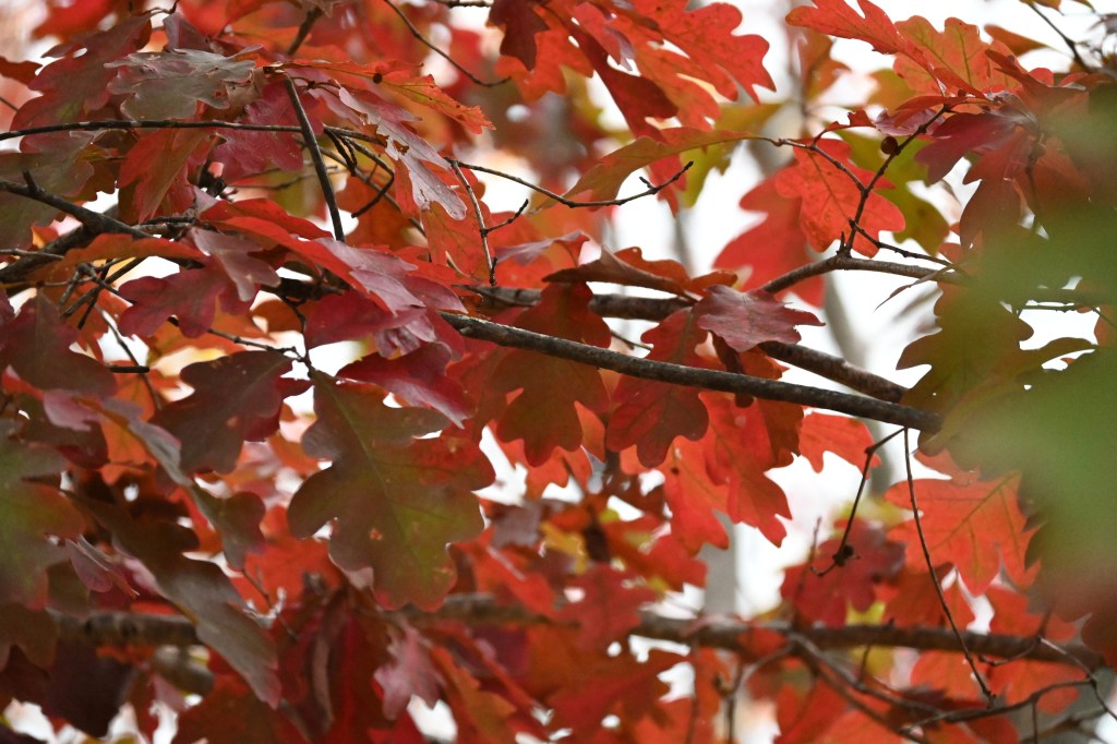 Why Don’t the Birth Stories of Jesus Align in the Gospels?