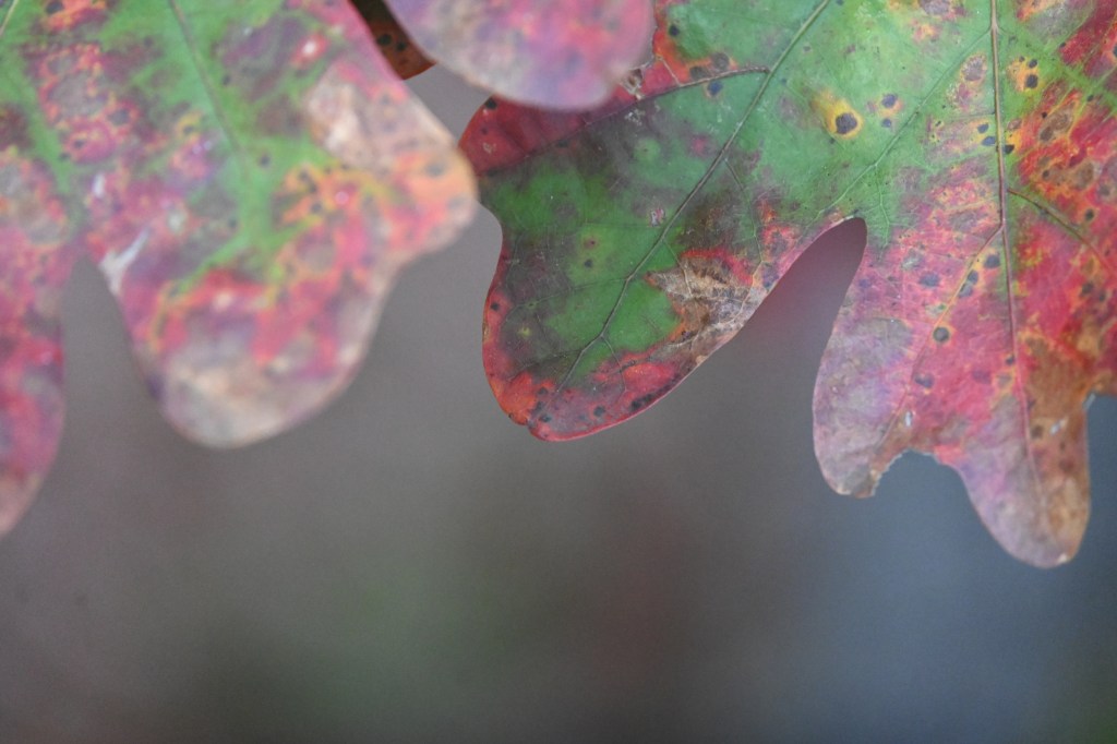 God Cares for the Whole World